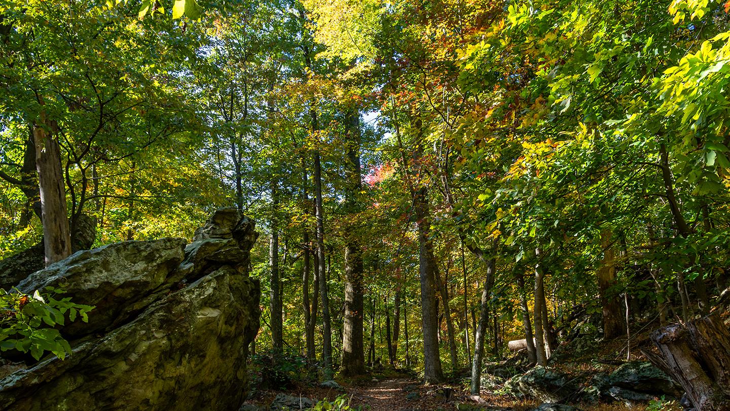 Learn about how the park is managing a resilient forest. 