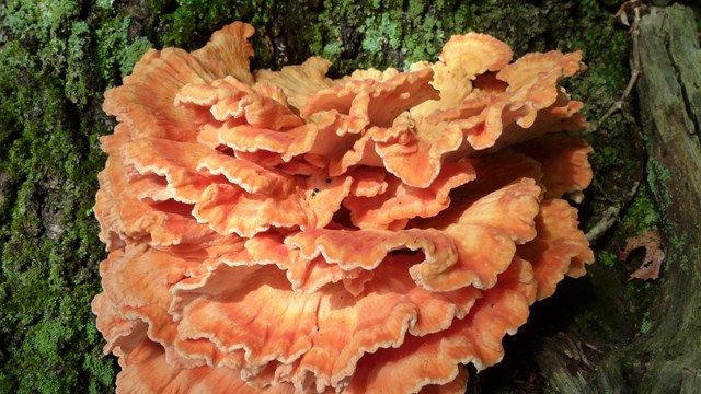 Chicken of the Woods mushroom