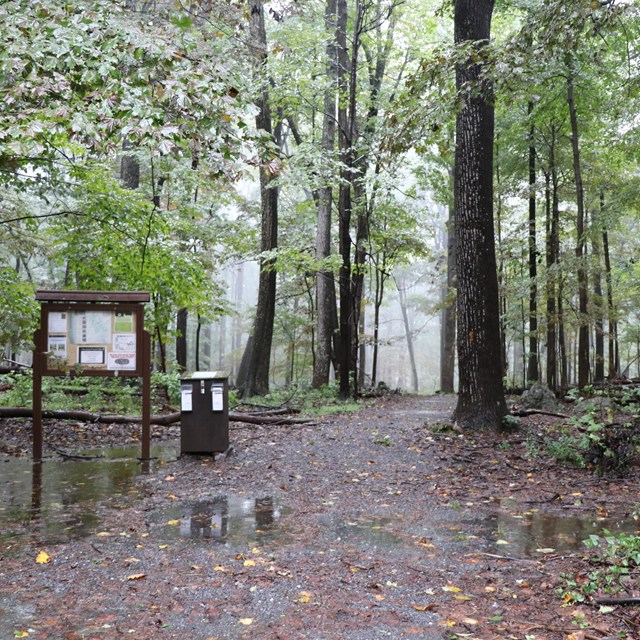 A misty trailhead with a bulletin board. Fallen leaves litter the ground.