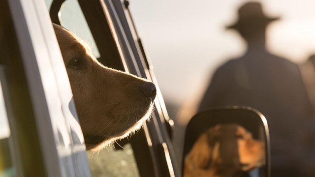 Traveling with Pets