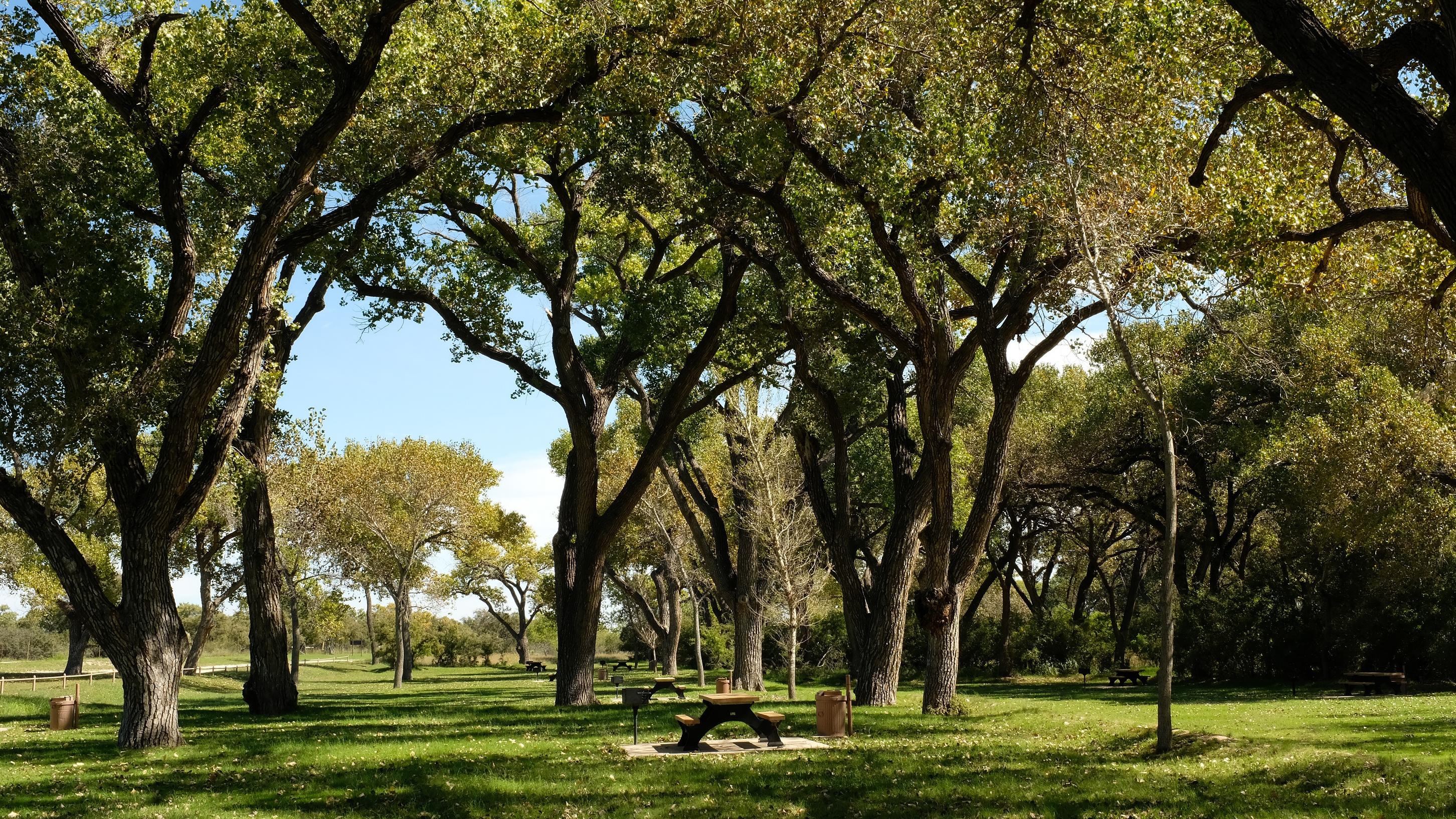 view of a seated picnic area with big trees creating shade and lush green grass