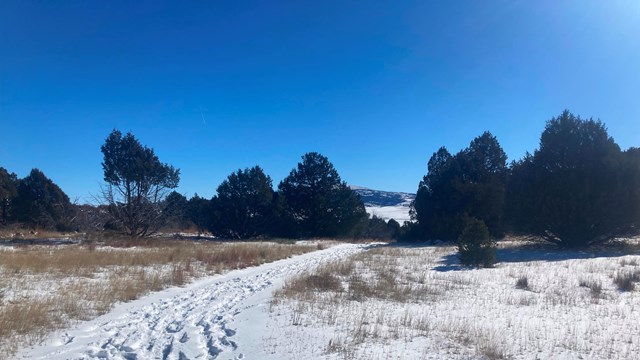 Snow covered trail through a grove of trees