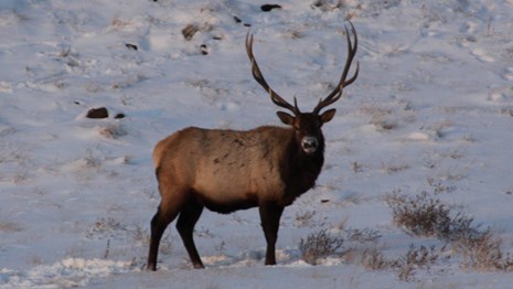 A Bull Elk stands in the snow outside the Visitors Center.