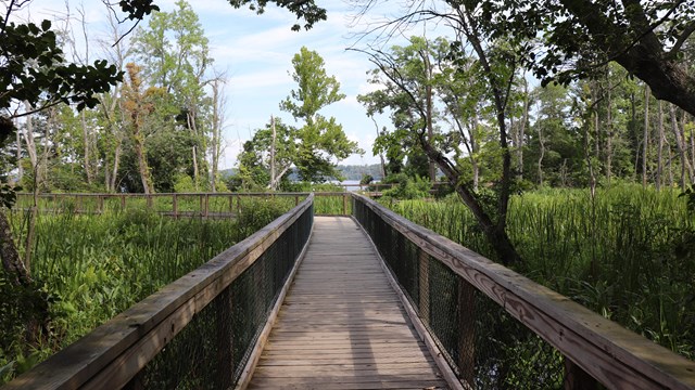 Boardwalk showing a marsh on either side that leads to a river