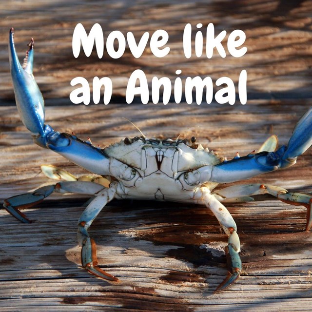 A Blue Crab with its claws up in the air