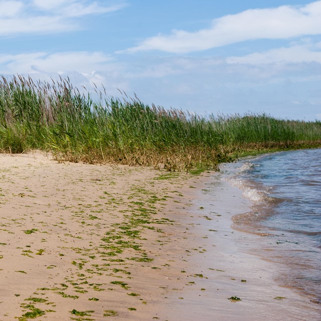 logo for the Chesapeake Bay Program - bird flying above water near marsh