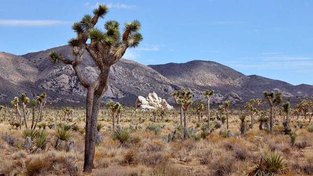 Joshua Tree stands above brushy desert under a blue sky with mountains in distance