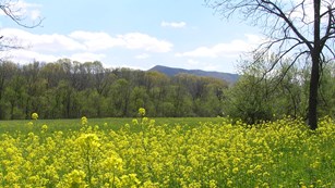 Yellow spring flowers bloom in a field in a wooded mountain valley