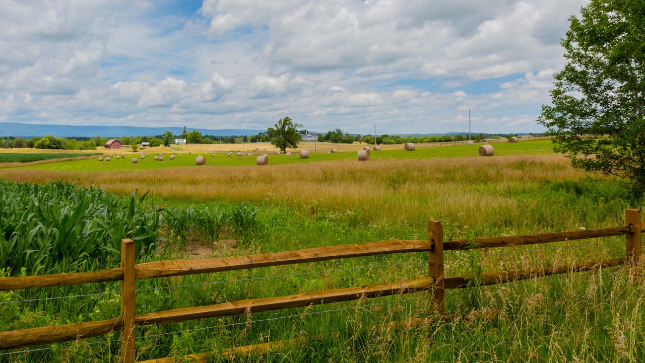 A wood rail fence marks the boundary of gold and green farm fields under a blue sky.