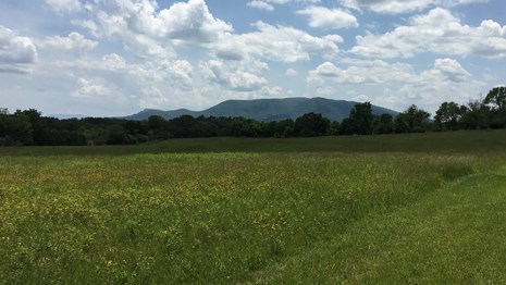 A mountain looms behind a grass field with a mowed trail and a belt of trees.