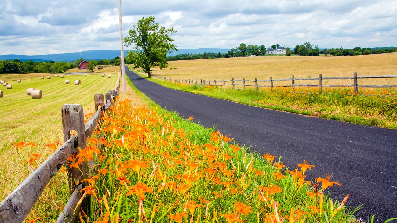 Orange lilies cover the edges of a road passing through hayfields with wood rail fences.