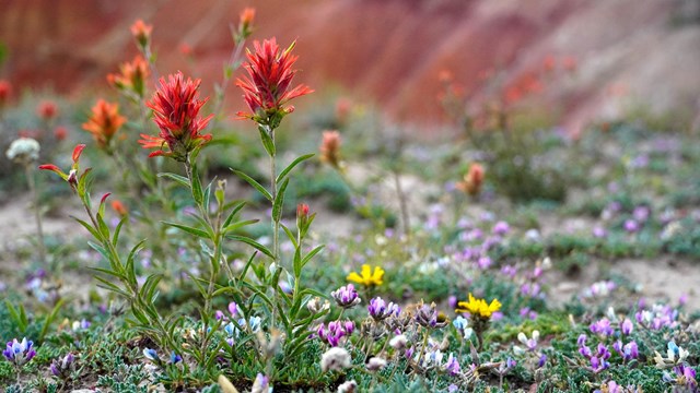 Bluebells glow in the sun and hang toward the red cliffs below.