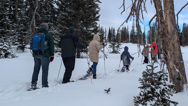 A group of snowshoers make their way through trees of the subalpine forest.