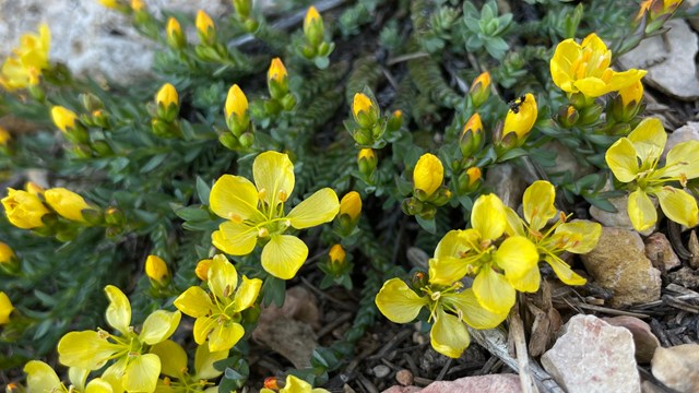 Yellow 5 petal flowers grow among pine needles close to forest floor