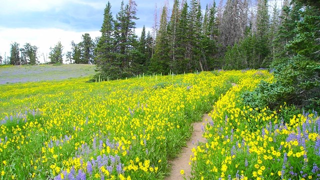 A dirt path leads through wildflowers.