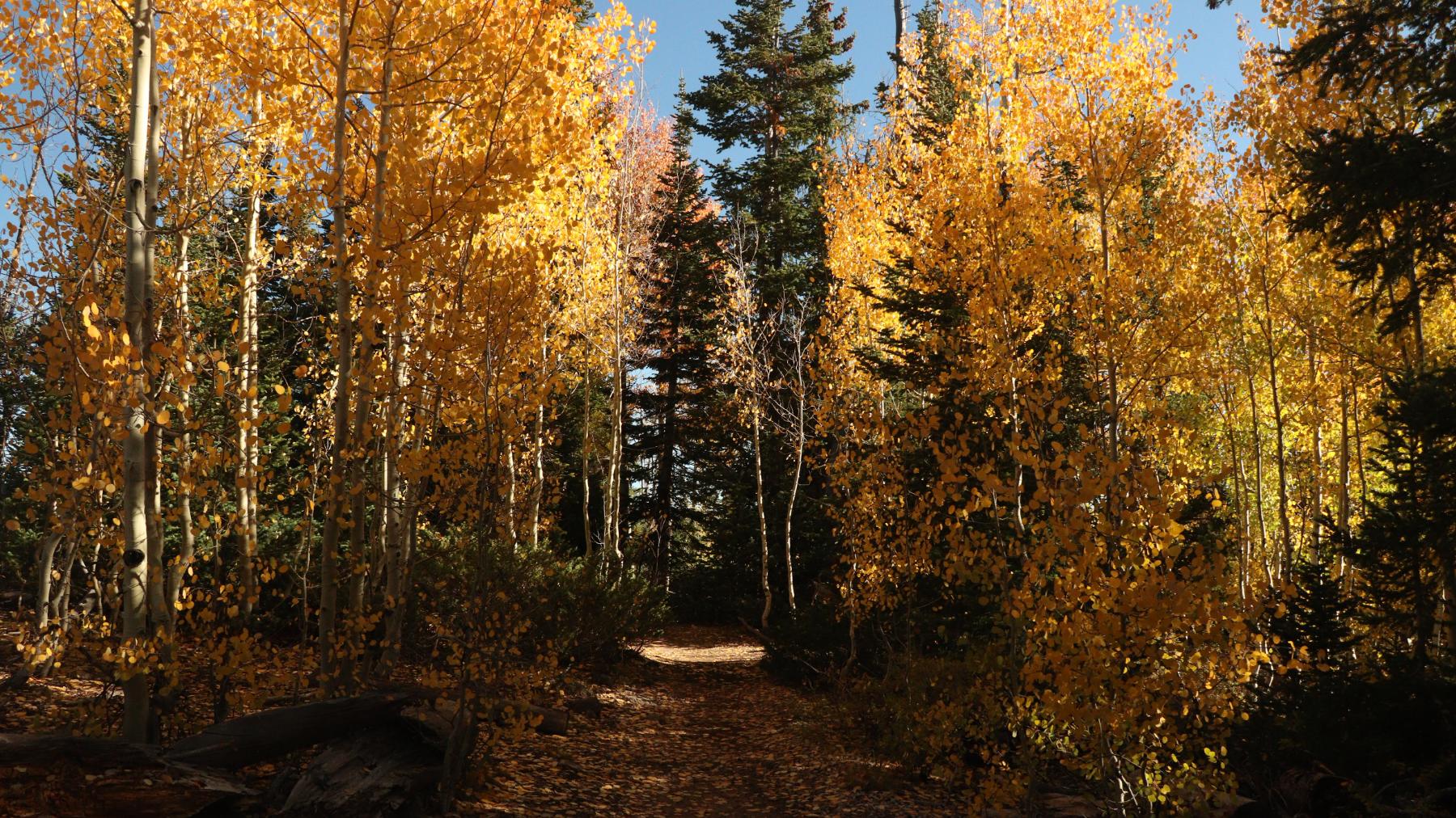 A trail goes through a grove of yellow Quaking Aspens and tall evergreens. 