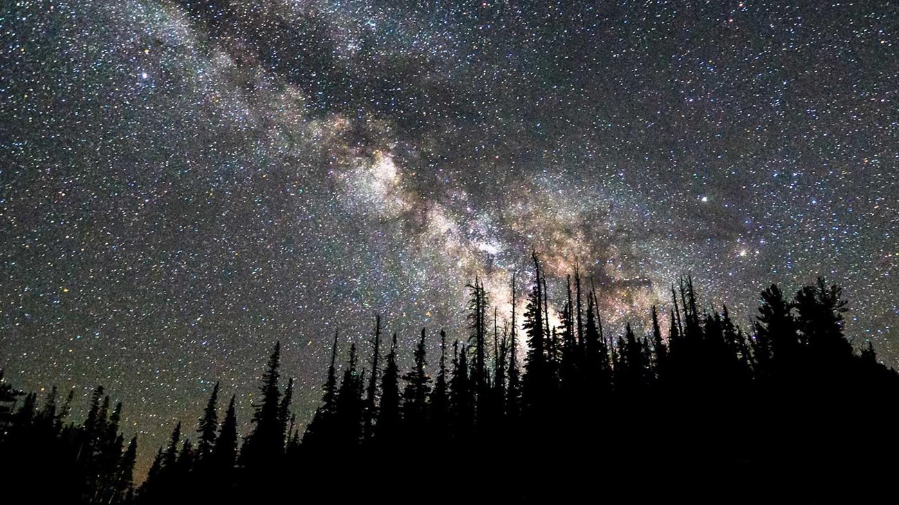 Silhouette of trees in front of the milky way.