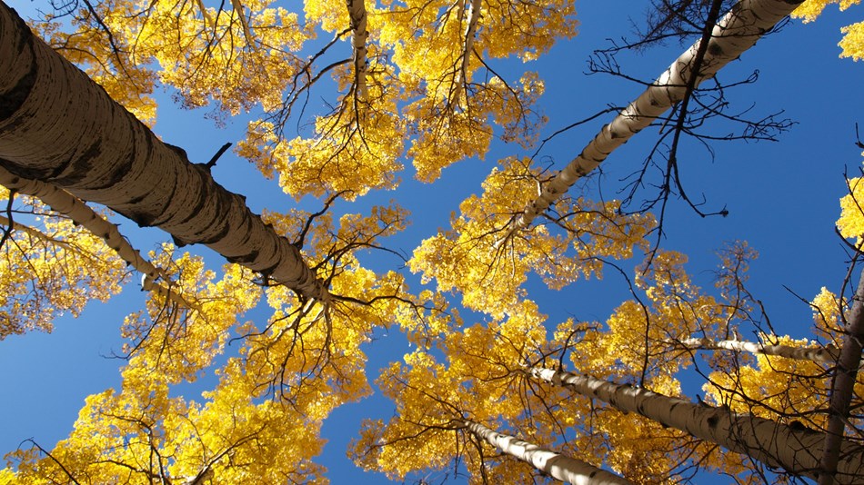 Aspen trees covered yellow leaves as seen from directly below.