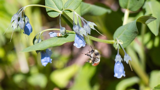 A bumblebee flies under blooming bluebell flowers.