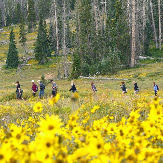 Students walking thru a meadow of wildflowers. 