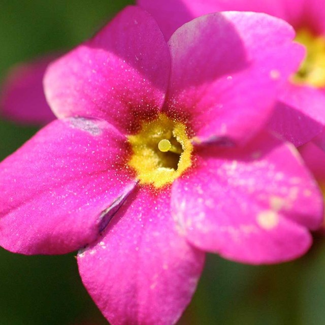 Close up of a bright pink flower. 