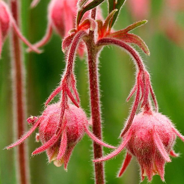 Close up of pink Prairie Smoke flower. 