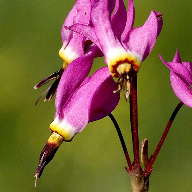 pink flower