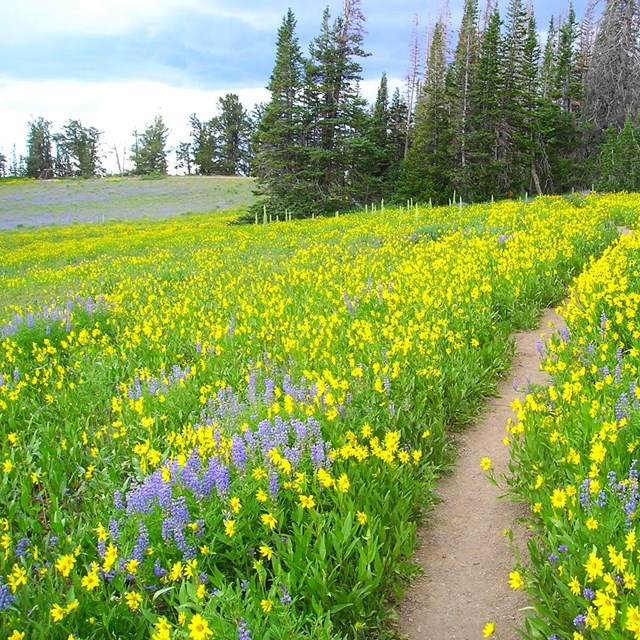 A dirt path leads through wildflowers.