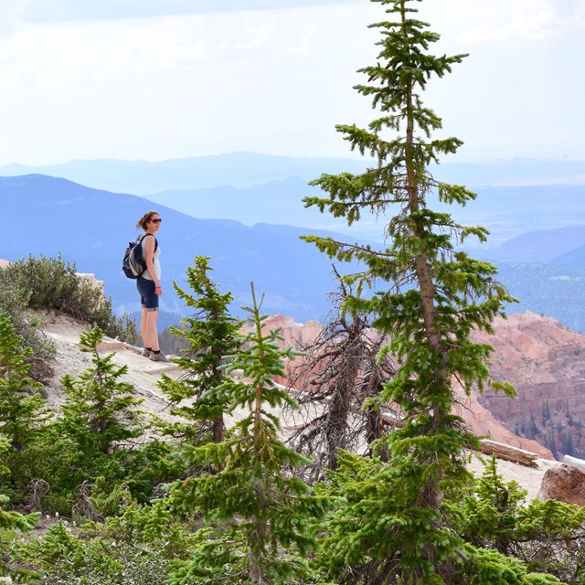 A hiker stands along a trail with trees in the foreground. 