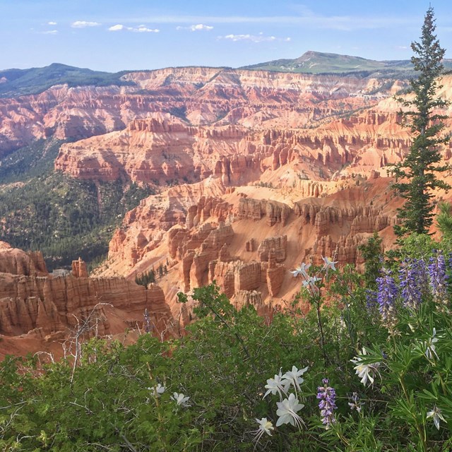 Purple flowers grow on the rim of a large geologic amphitheater