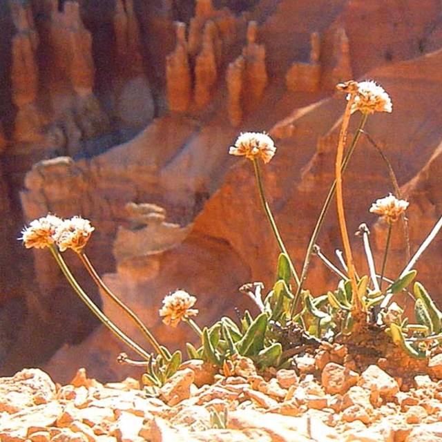 White flower with orange cliffs in background. 