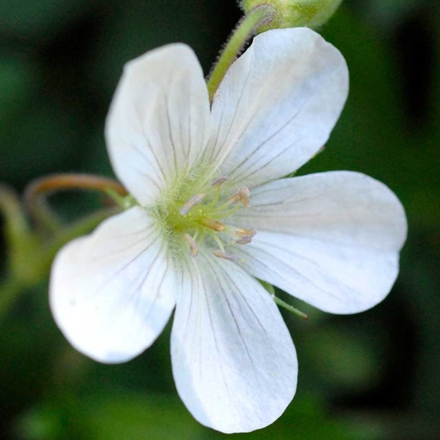 White flower. 