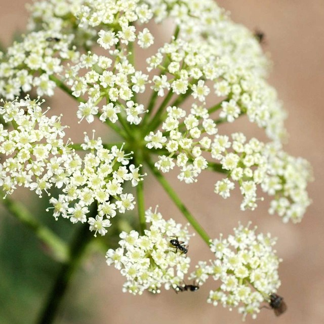 Cluster of white flowers with insects. 