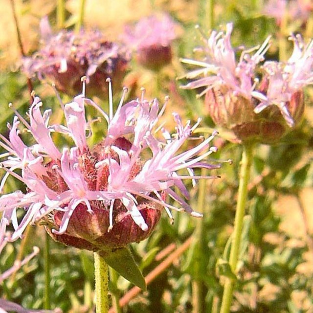 Pink flowers. 
