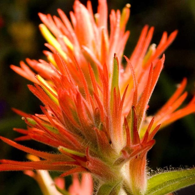 Red flower