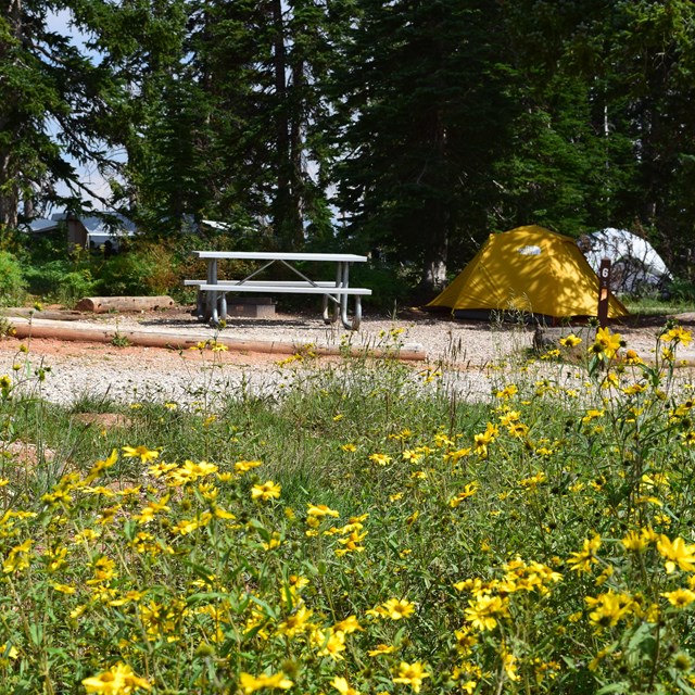 A yellow tent is setup next to a picnic table with yellow flowers in the foreground.