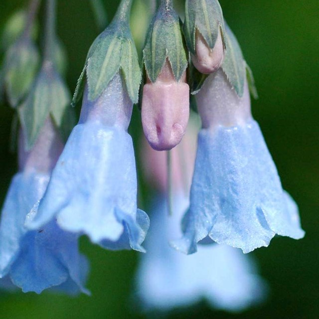 Blue drooping flowers. 