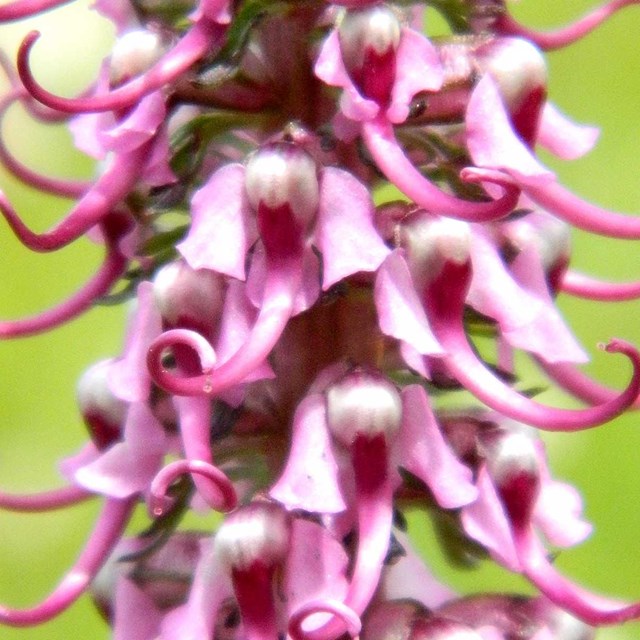 Purple flowers that look like a cluster of elephant heads. 