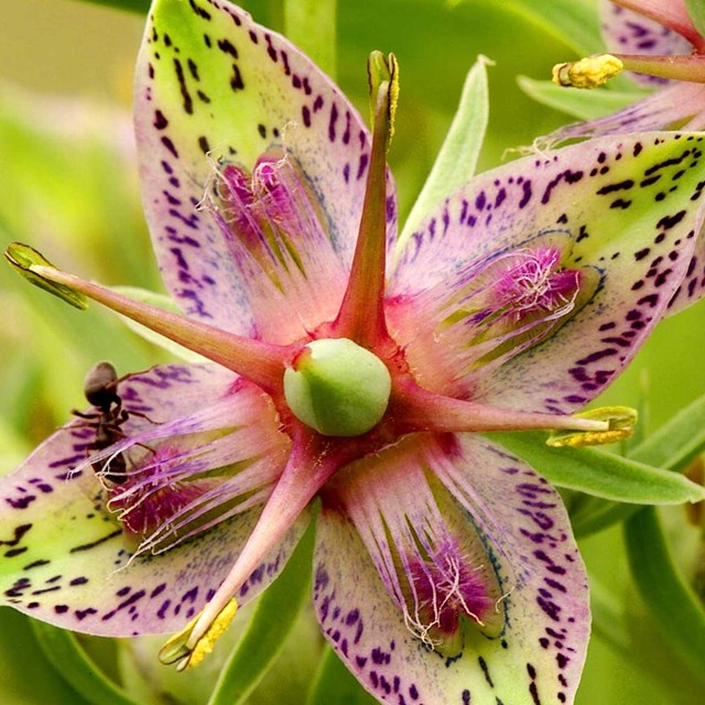 Purple and green flower. 