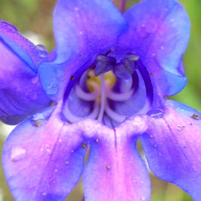 Cluster of purple flowers. 