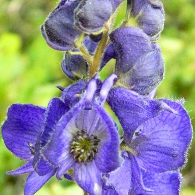 Cluster of purple flowers. 