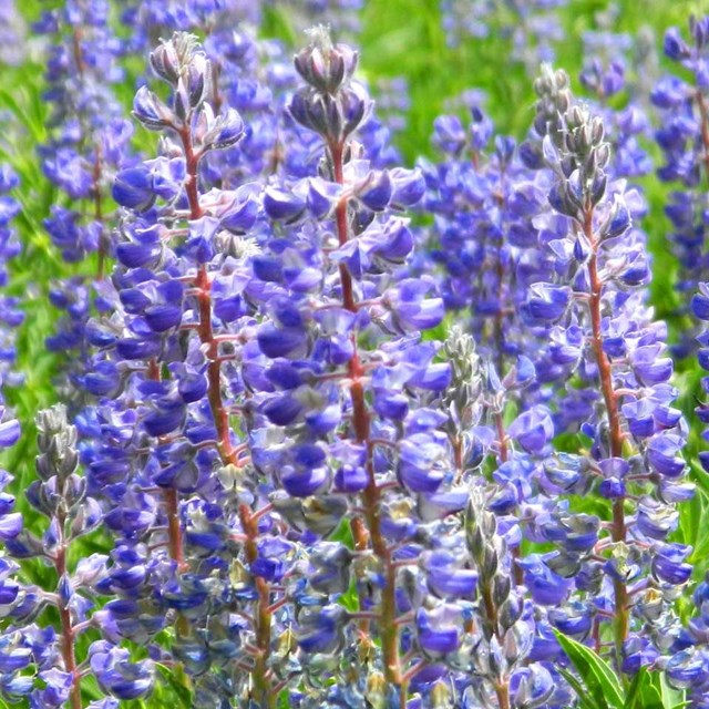 Cluster of blue flowers. 