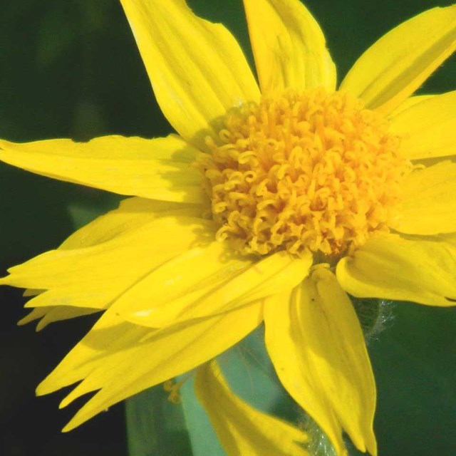 Yellow flower. 