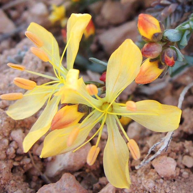 Yellow flowers. 