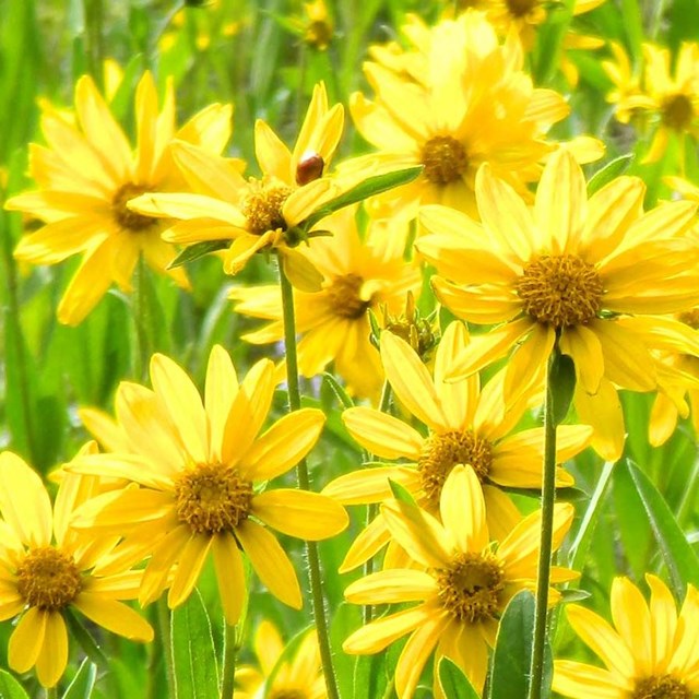 Yellow flowers.
