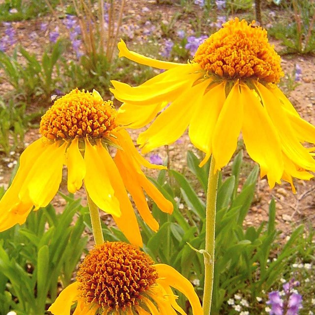 Yellow flowers. 