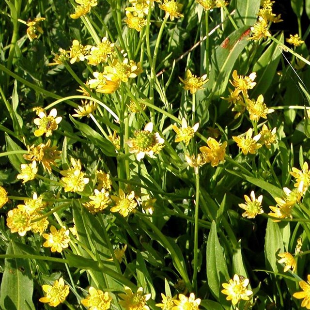 Yellow flowers. 