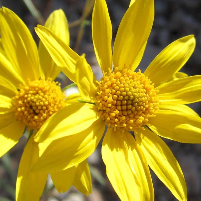 Yellow flowers. 