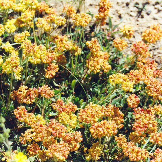 Yellow & orange flowers. 