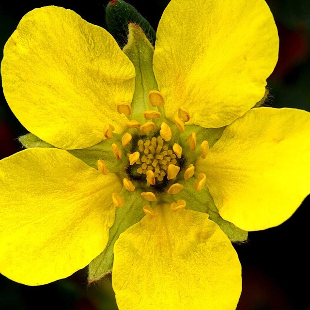 Yellow flower. 